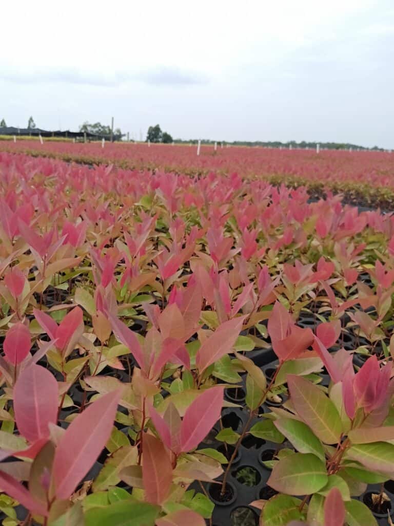 little bohemia Kolumbie / Vichada - pracovní cesta