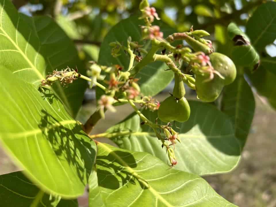 little bohemia Kolumbie / Vichada - pracovní cesta