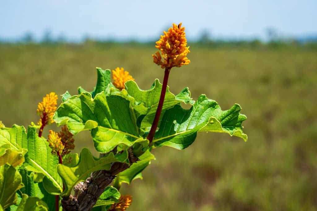 little bohemia Kolumbie / Vichada - pracovní cesta
