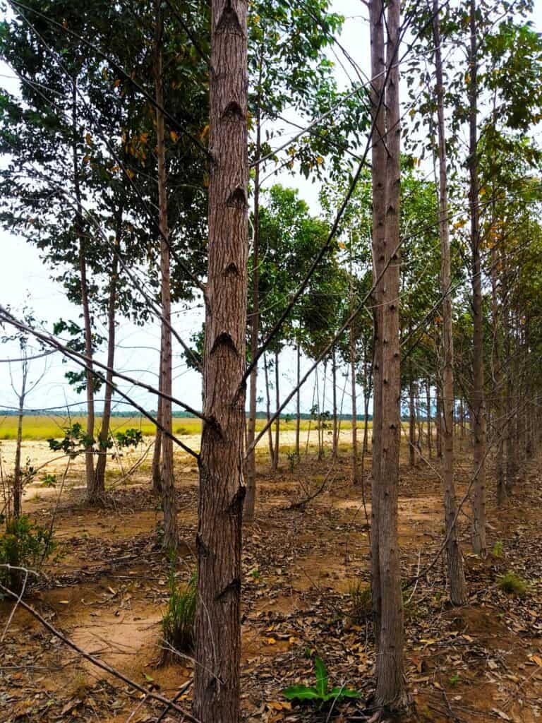 little bohemia Kolumbie / Vichada - pracovní cesta - červenec 2025