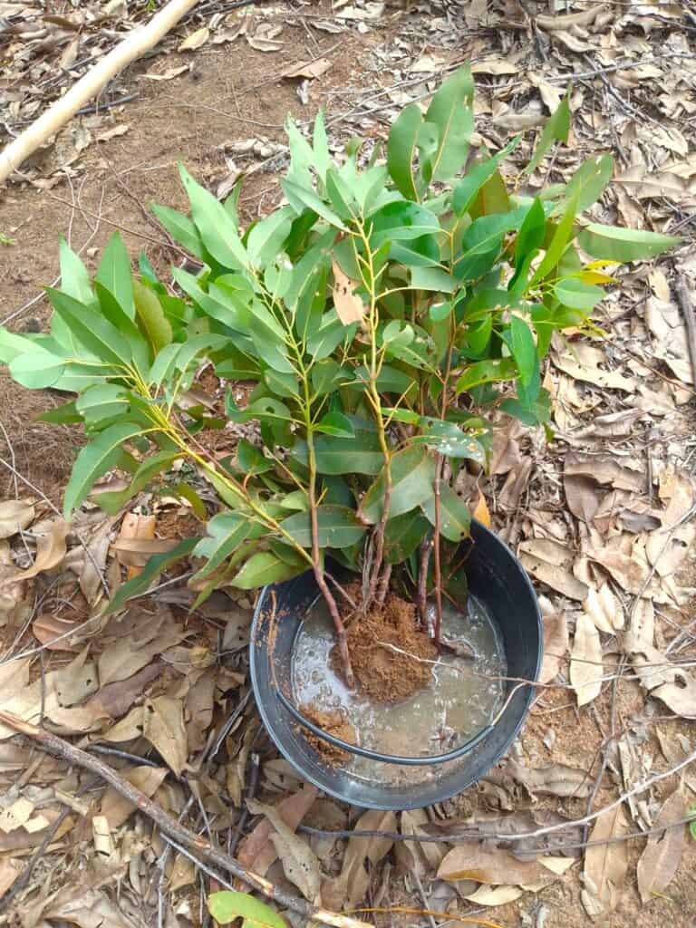 little bohemia Kolumbie / Vichada - pracovní cesta - červenec 2025