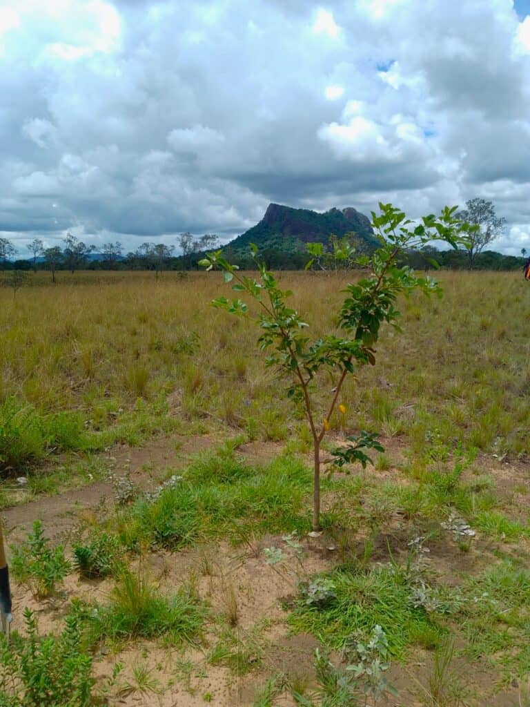 little bohemia Kolumbie / Vichada - pracovní cesta - červenec 2025